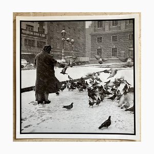 Karol Kallay, Pigeons, 1950s, Photographie