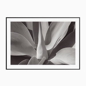 Stuart Möller, Agave, 2020, Black and White Photograph