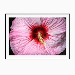 Stuart Möller, Sex Flower,, 2020, Colour Photograph