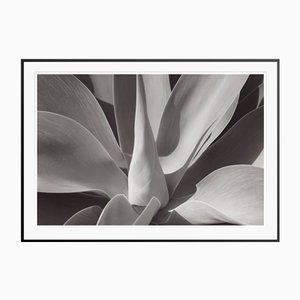 Stuart Möller, Agave,, 2020, Black and White Photograph