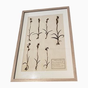 Vintage Herbarium von Louis Bouake