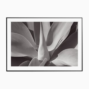 Stuart Möller, Agave, 2020, Fotografia in bianco e nero