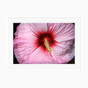 Stuart Möller, Sex Flower, 2020, Colour Photograph