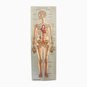 Affiche d'Anatomie Illustration