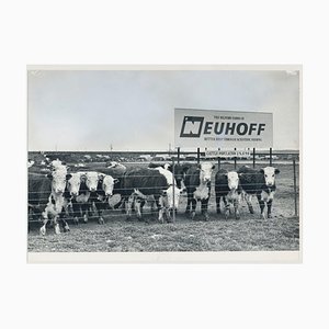 Kühe, USA, 1960er, Schwarz-Weiß-Fotografie