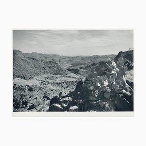 Cactus, Rio Grande, USA, 1960s, Photographie Noir & Blanc