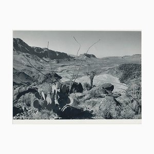Cactus, Paisaje, Río Grande, EE.UU., años 60, Fotografía en blanco y negro