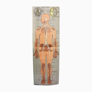 Affiche d'Anatomie Antique