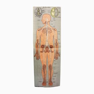 Antique Illustration Anatomy Poster