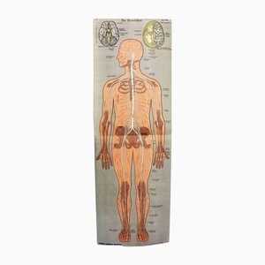 Antique Illustration Anatomy Poster