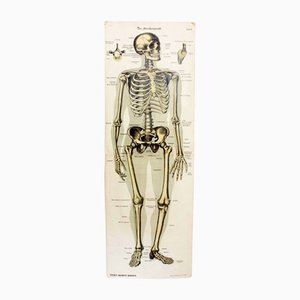 Affiche d'Anatomie Antique