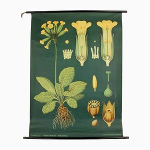 Poster botanico vintage Mid-Century, anni '50