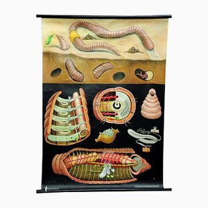 Lámina Earthworm Lumbricidae Wall Chart Life de Jung Koch Quentell