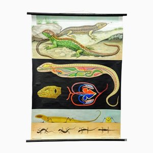 Amphibians Sand Lizard Lacerta Agilis Wallchart Art Print by Jung Koch Quentell