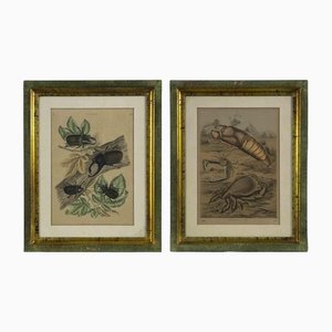 Emil Hochdanz, Flora and Fauna, Litografia originale, 1869, con cornice, set di 2