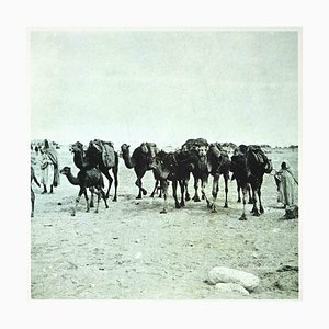 Bettino Craxi, Tunesische Kamele, Original Fotolithografie, 1990er