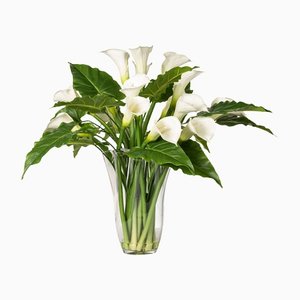 Italian Eternity Cubo Hydrangea Set Arrangement Composition from VGnewtrend