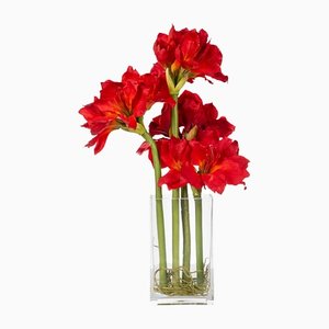 Italienische Eternity Amaryllis Rettich Set Komposition von VGnewtrend