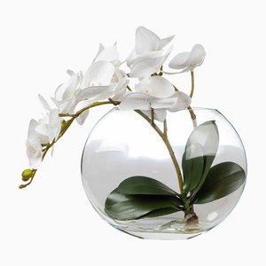 Italian Eternity Oval Phalaeno Plant Set Arrangement Composition from VGnewtrend