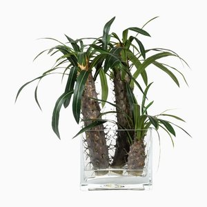 Composition d'Arrangement Carré Eternity Cactus de VGnewtrend, Italie