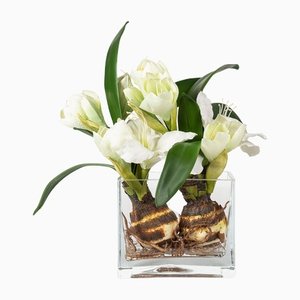 Italian Eternity Square Bulbo Amaryllis Set Arrangement Composition from VGnewtrend
