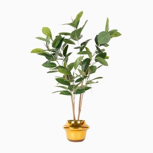Italian S Gold Atollo Ficus Set Arrangement Composition from VGnewtrend