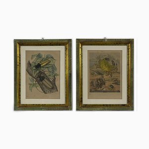 Emil Hochdanz, Insects, Original Lithographs, 1868, Framed, Set of 2