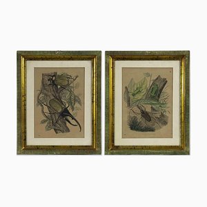 Emil Hochdanz, Insects, Original Lithographs, 1868, Enmarcado, Juego de 2