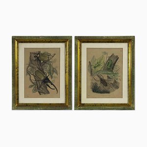 Emil Hochdanz, Insects, Original Lithographs, 1868, Framed, Set of 2