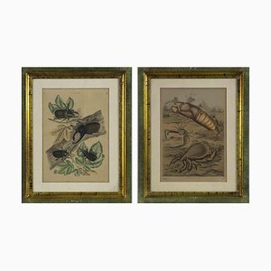 Emil Hochdanz, Flora and Fauna, Litografia originale, 1869, con cornice, set di 2