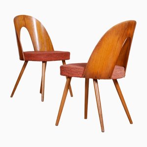 Mid-Century Chairs by Antonín Šuman, Czechia, 1950s, Set of 2