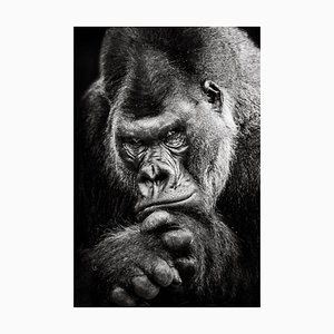 Abzerit, Western Lowland Gorilla Bw II, Photograph