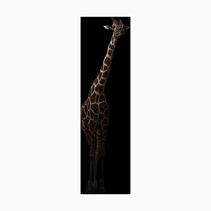 Anankkml, Girafe se cachant dans le noir, Photographie