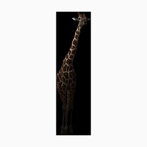 Anankkml, Giraffe Hiding in the Dark, Photograph