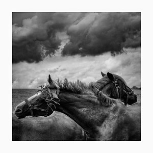 Andrea Schuh, A Horses Under a Cloudy Sky, Photograph
