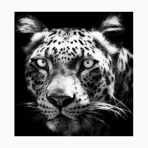 Andrew Davies, Persischer Leopard, Fotografie