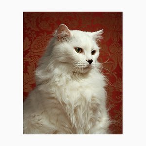 Andy Ryan, gato blanco, vista lateral, primer plano, fotografía