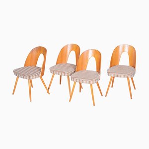 Chaises en Frêne Marron et Beige par Antonín Šuman, République Tchèque, 1950s, Set de 4