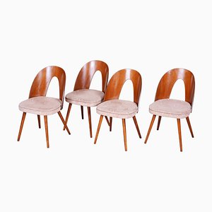 Chaises Tchèques Marron et Beige par Antonín Šuman, 1950s, Set de 4