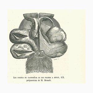 Paul Gervais, Les Poches Du Castoreum, Litografía original, 1854