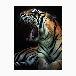 Photographie d'abrison, tigre de Sumatra ouvrant sa bouche et se prélassant au soleil, photographie
