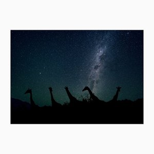 Arctic-Images, Giraffes Under Starry Skies, Namibia, Africa, Photograph
