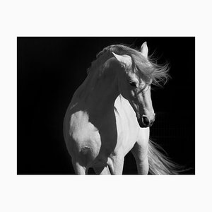 66North, Stallion on Black, Photograph
