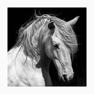 66North, White Stallion Horse Andalusian BW Dressage, Photograph