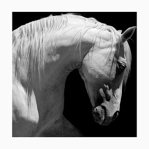 66North, White Stallion Horse Andalusian BW, Photograph