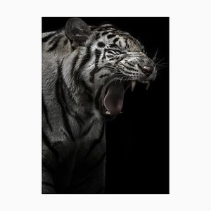 Toonman, White Tiger, Photographic Paper