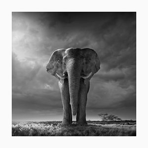 Chris Clor, African Elephant in Savannah, Photographic Paper