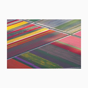 Atlantide Phototravel, Tulip Fields Between Sassenheim and Lisse, Papel fotográfico