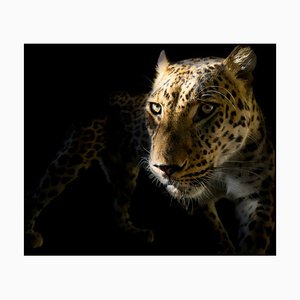 Daniel Hernanz Ramos, Leopard mit schwarzem Hintergrund, Panthera Pardus!, Fotopapier