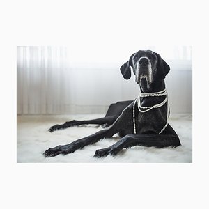 Christopherbernard, Big Dog Laying on Fur Rug, Photographic Paper